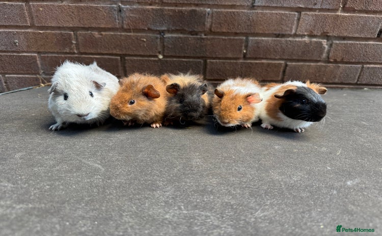 Guinea Pig rodents - Advert 4