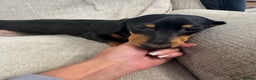 Miniature Dachshund dogs for sale: Miniature dachshunds  - Advert 12