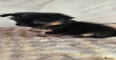 Pomeranian dogs - Advert 2