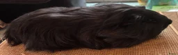 Guinea Pig rodents for sale: Pair of sheltie boys for loving home  - Advert 4