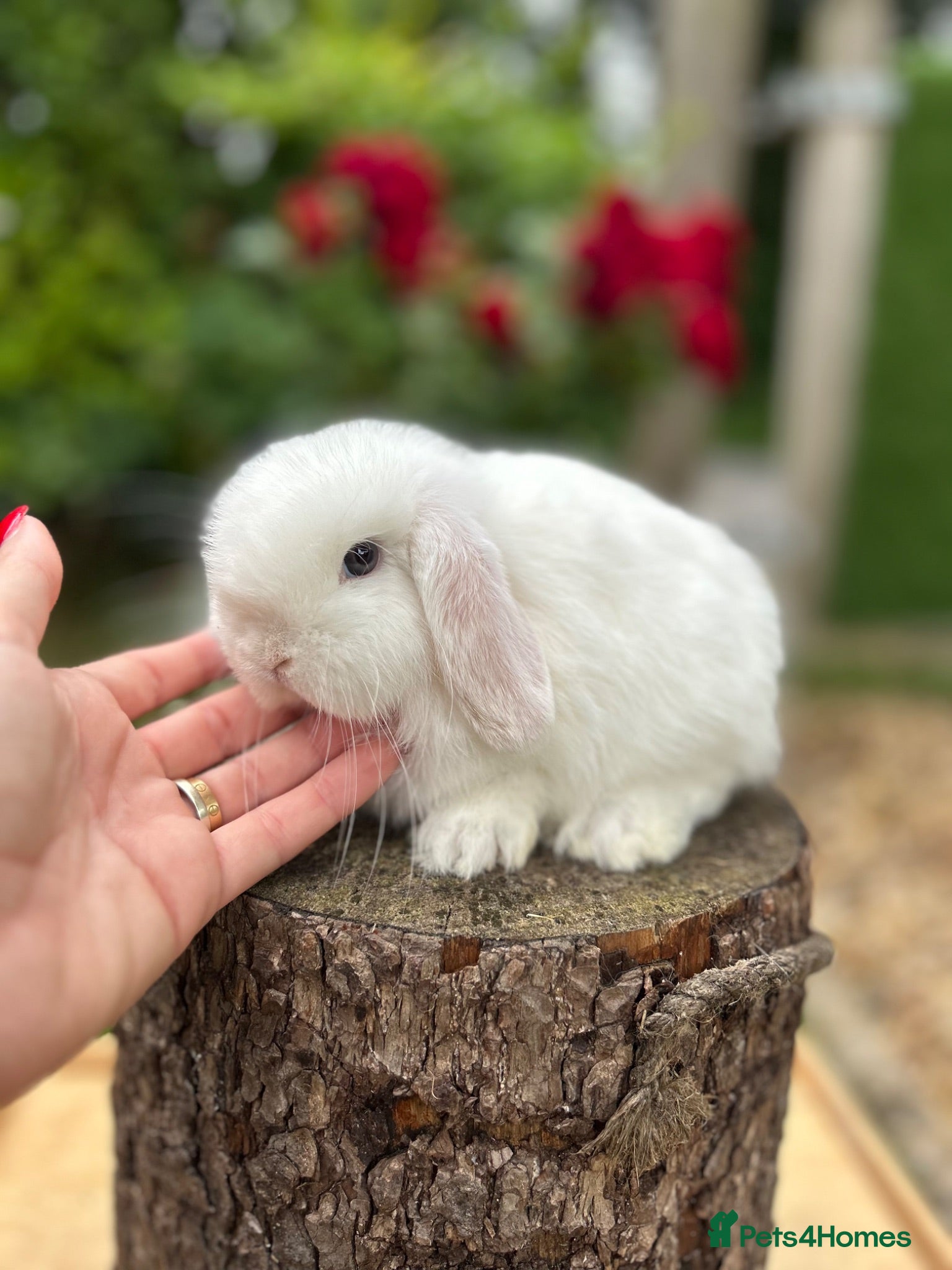 Mini Lop rabbits ⭐ FRIENDLY BABY MINI LOPS ⭐  - Advert 2