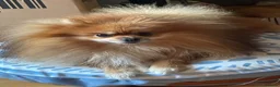 Pomchi dogs for sale: Pomeranian x pups  in Camberley - Advert 9