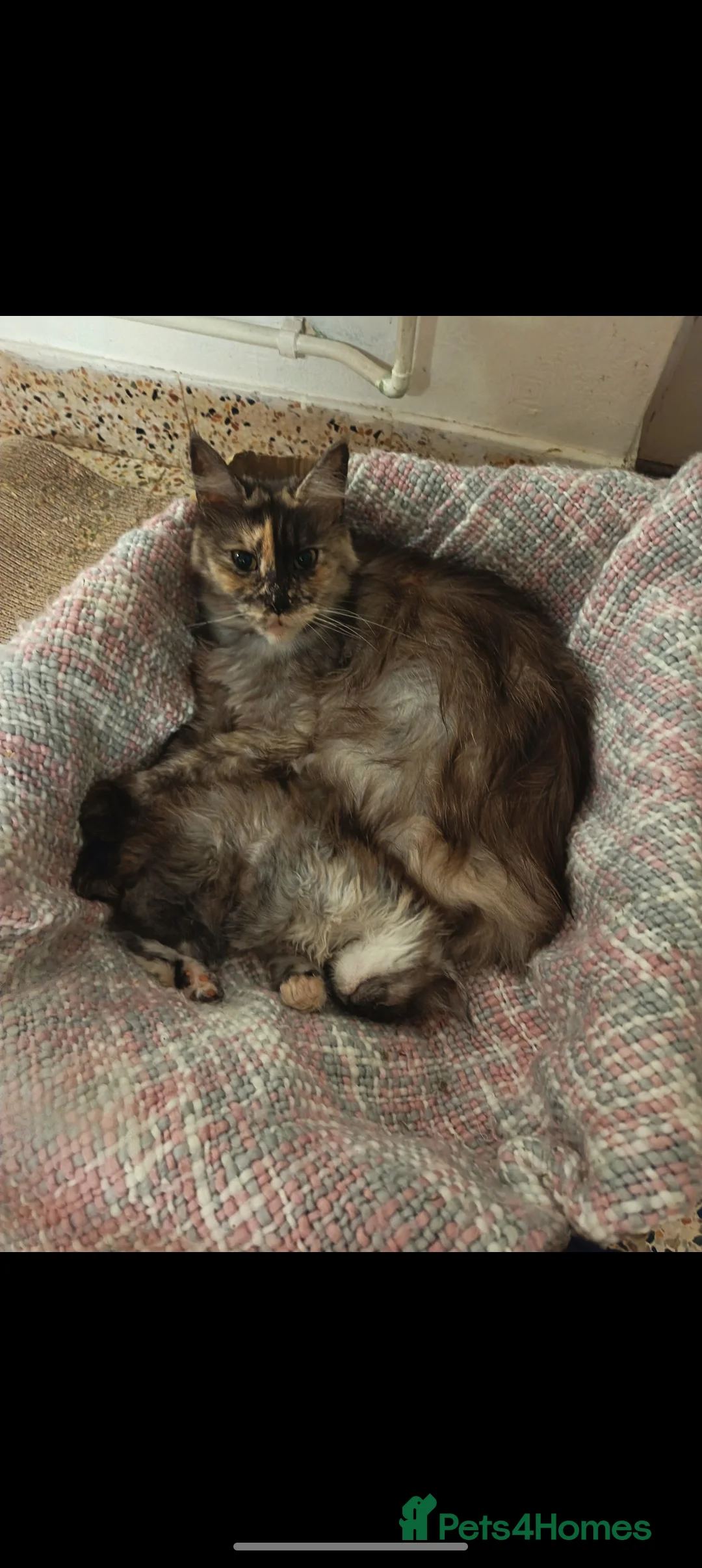 Maine Coon cats for sale: Beautiful Black Smoke Maine Coon Kitten  - Advert 7