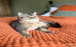 British Shorthair cats for sale: British Shorthair GCCF Champion line Kitten✨ - Image 2