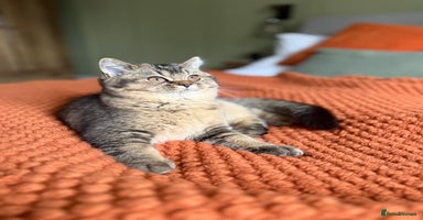 British Shorthair cats - Advert 10