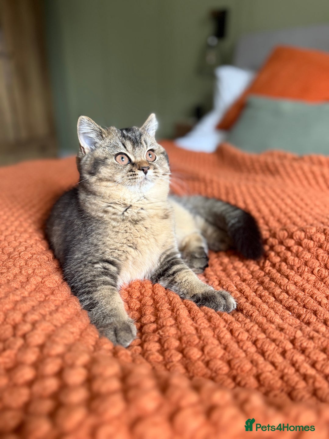 British Shorthair cats for sale: British Shorthair GCCF Champion line Kitten✨ - Image 2