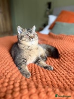 British Shorthair cats - Advert 10