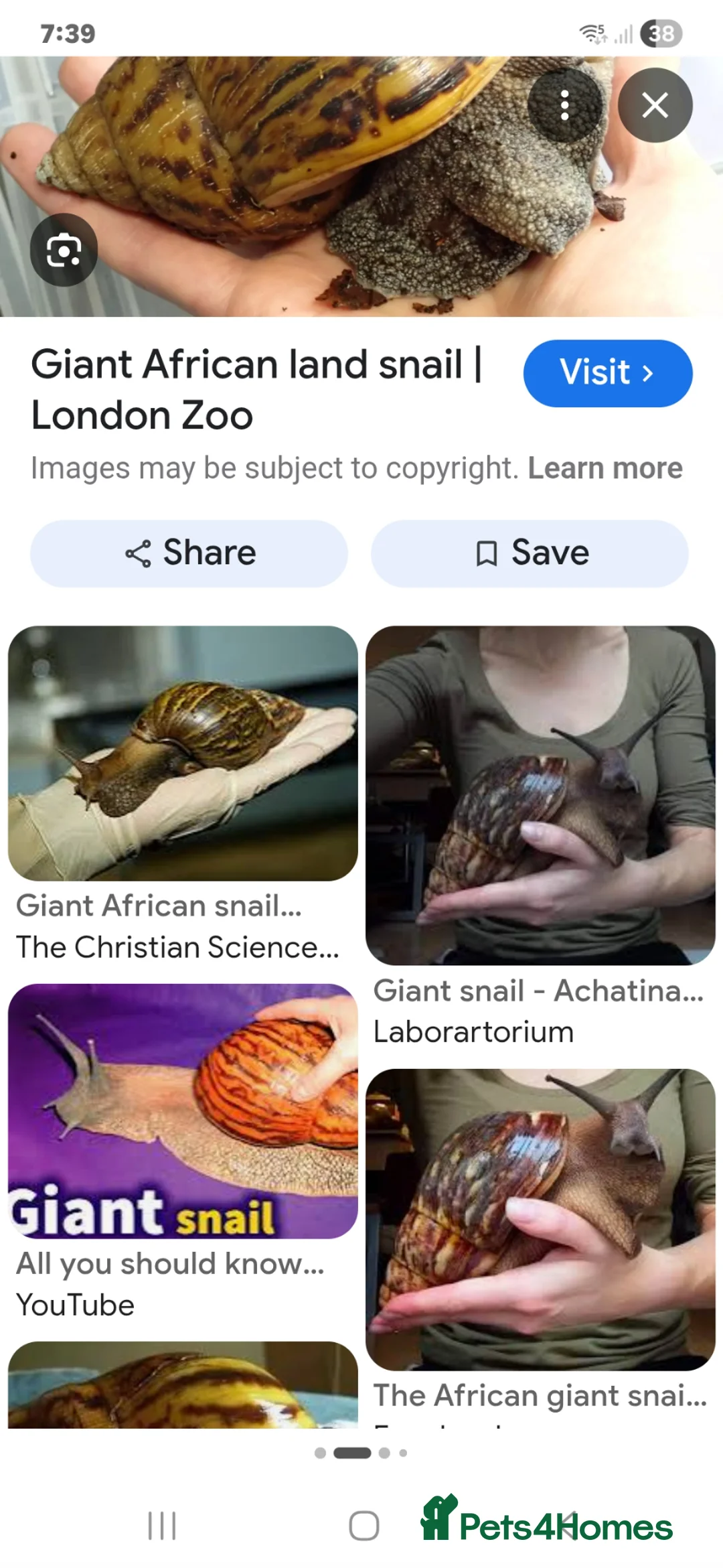 Snails invertebrates for sale: WANTING SLUGS SNAILS COCKROACHES  - Advert 4