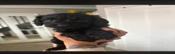Cockapoo dogs for sale: Toy cockapoos  - Advert 4