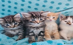 Mixed Breed cats for sale: GINGER GIRL AND TABBY BOY  - Image 2