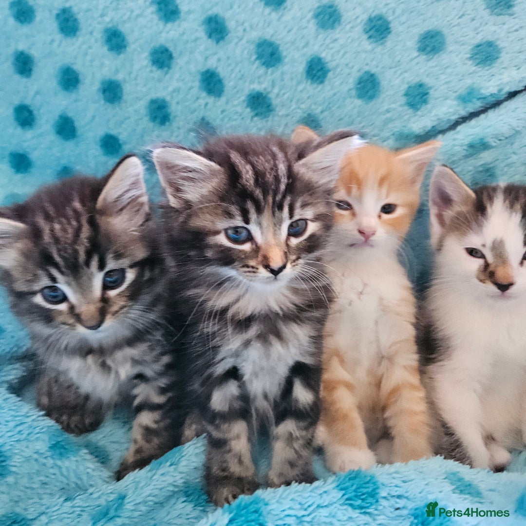 Mixed Breed cats for sale: GINGER GIRL AND TABBY BOY  - Image 2