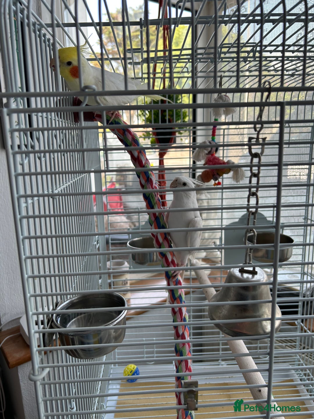 Cockatiels birds for sale: Ozzy and chip looking for a nice home - Image 10