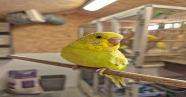 Budgerigars birds - Advert 10