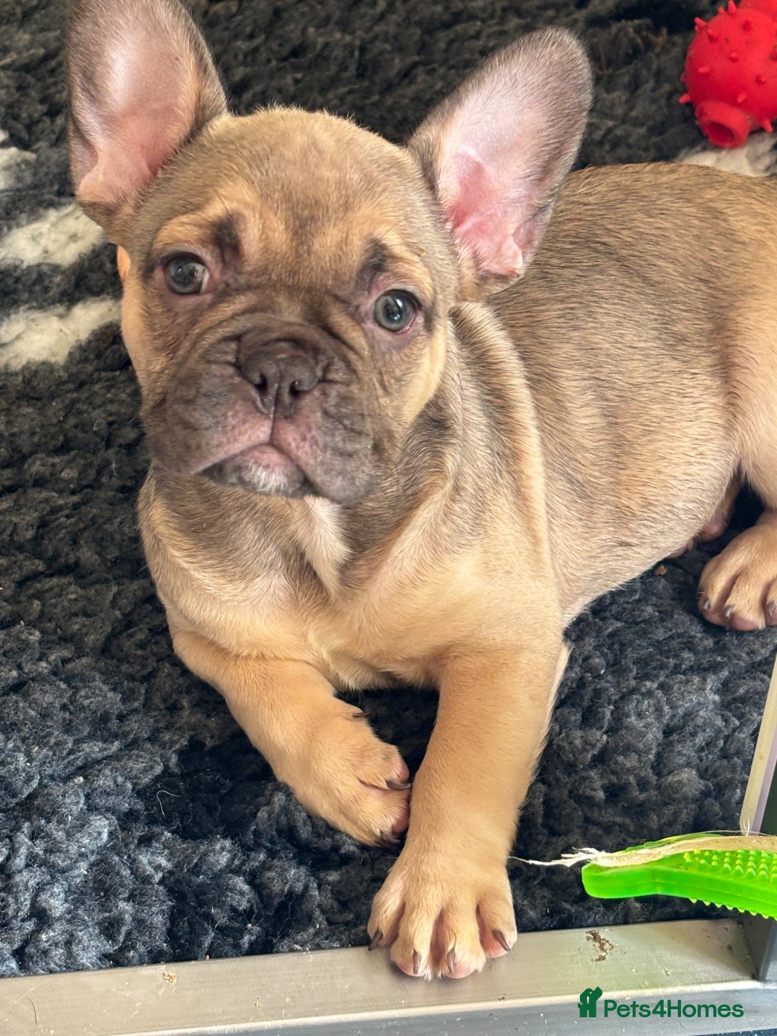 French Bulldog dogs ready last one available French bulldog puppy - Advert 1
