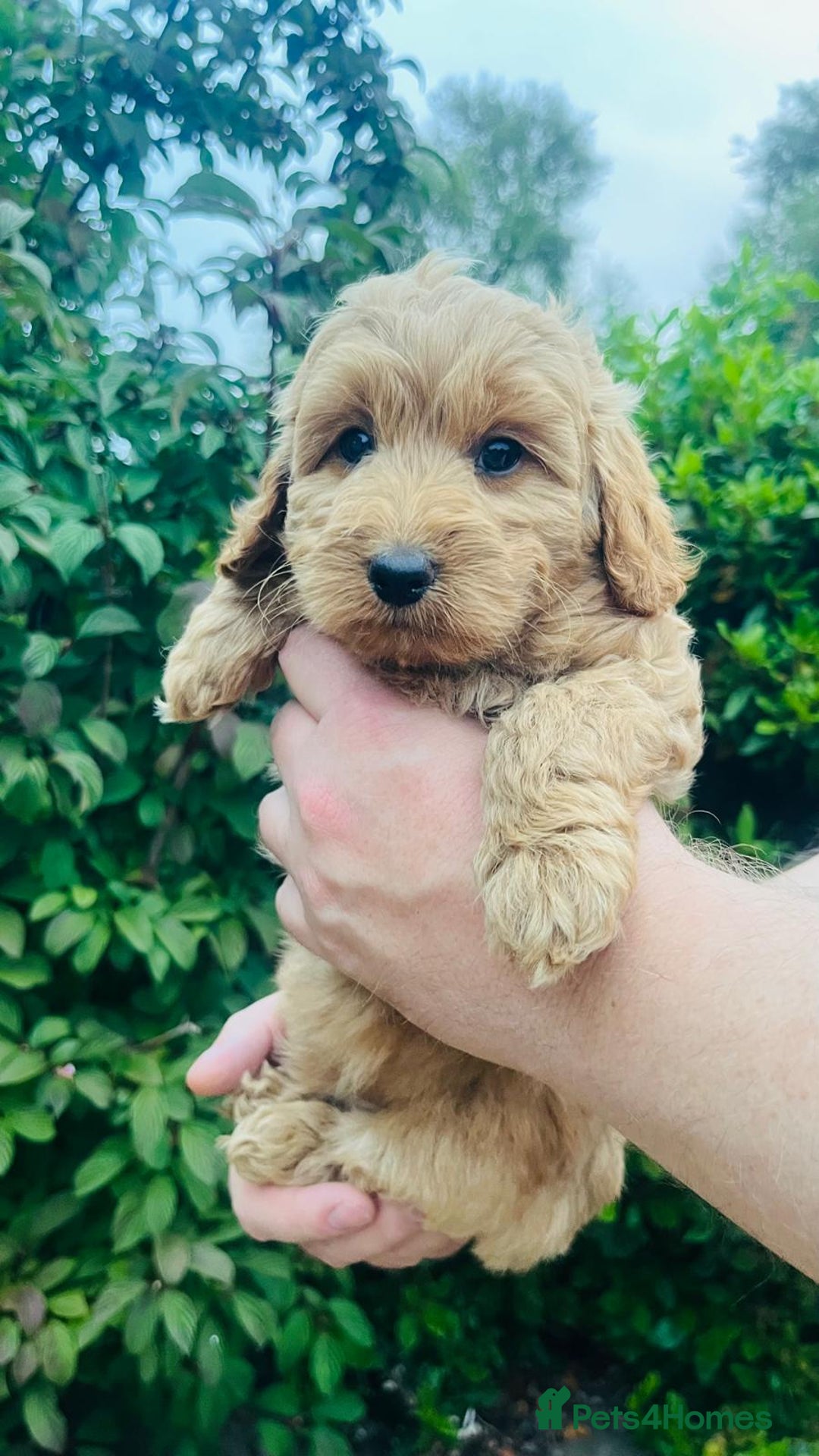 Labradoodle dogs for sale: Chunky Miniature Soft Curled Labradoodle Pups - Image 22