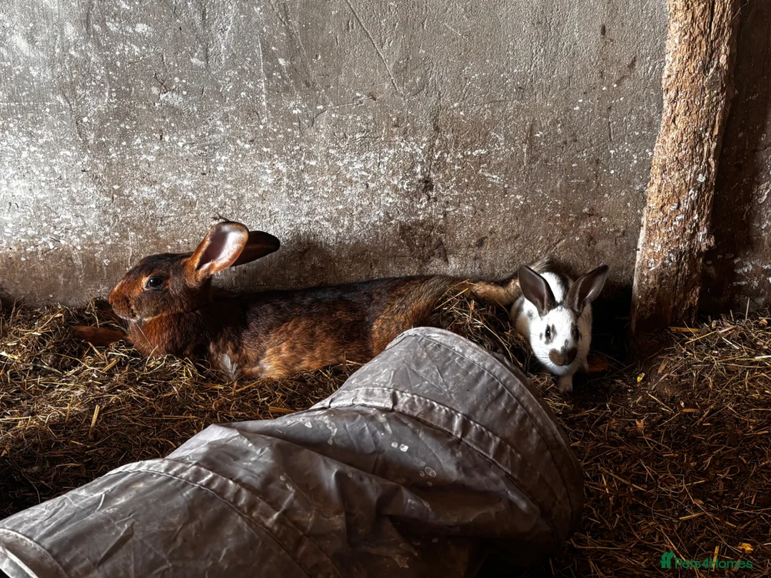 Mixed Breed rabbits for sale: 2 Belgian hare x english spot  - Advert 3