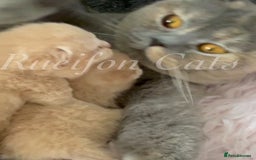 British Shorthair cats for sale: GCCF Registered British Shorthair kittens - Image 15