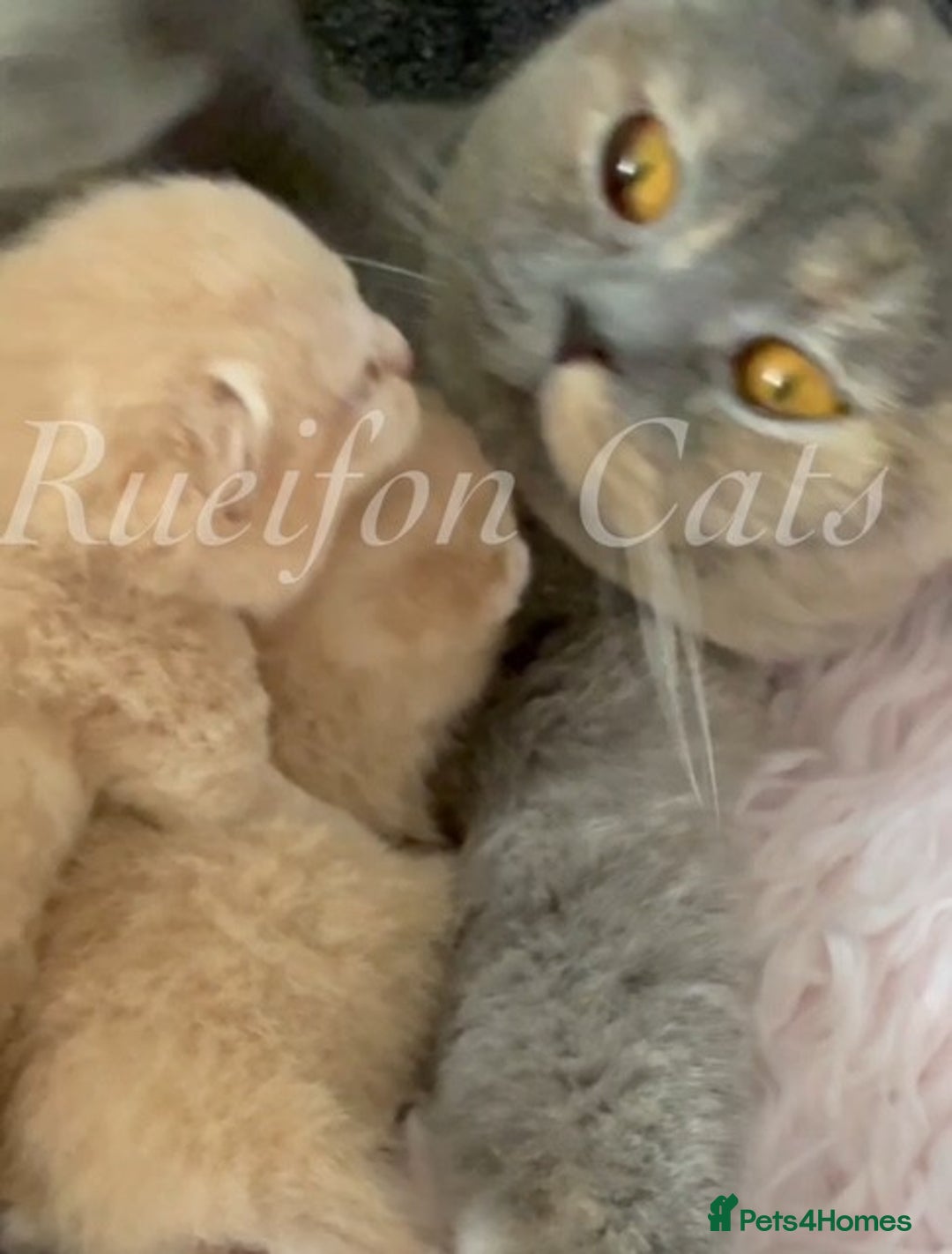British Shorthair cats for sale: GCCF Registered British Shorthair kittens - Image 15