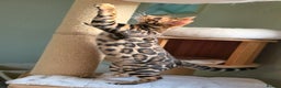 Bengal cats for sale: Brown Rosetted Bengal Prince  - Advert 13