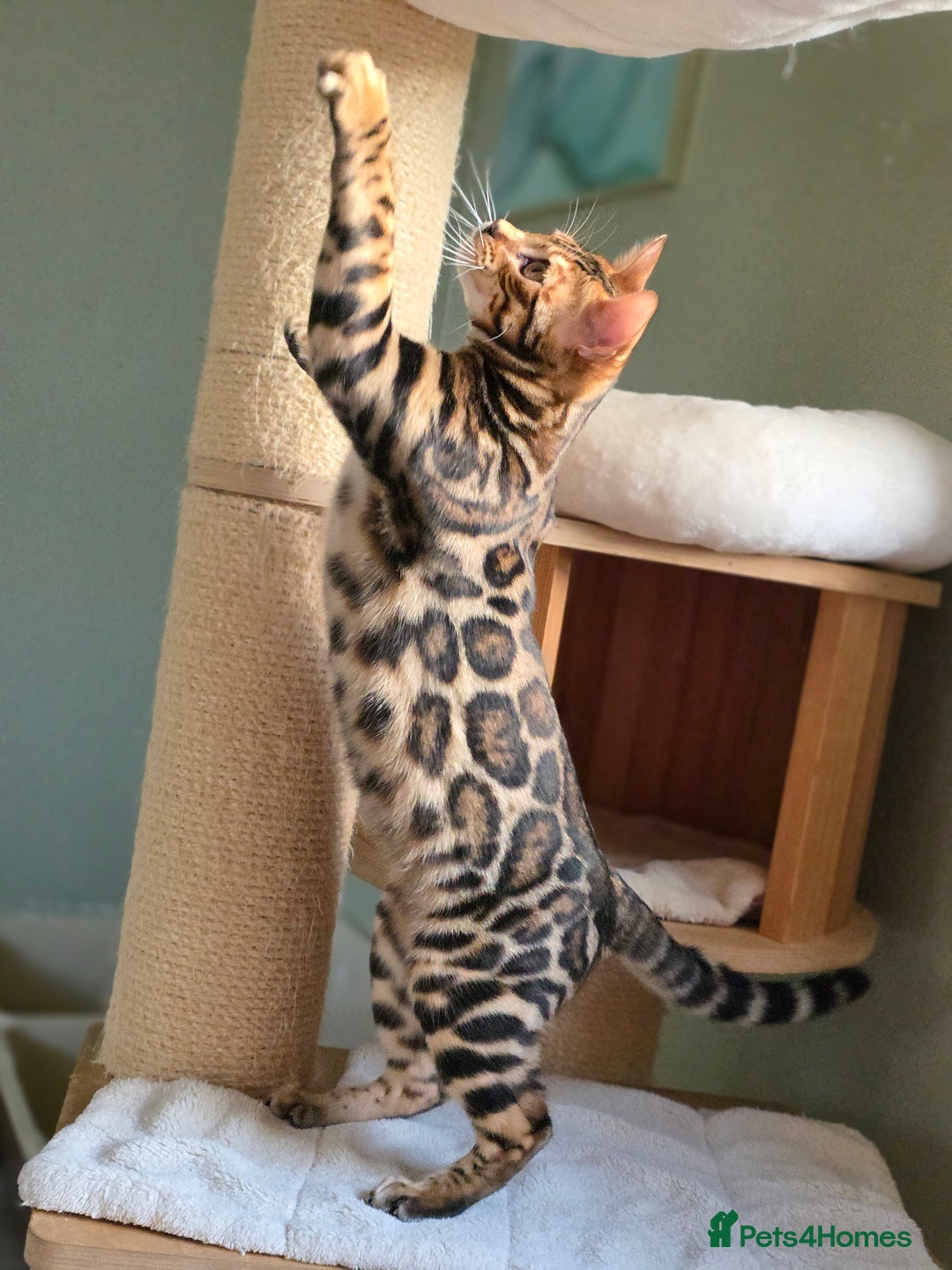 Bengal cats for sale: Brown Rosetted Bengal Prince  - Advert 13