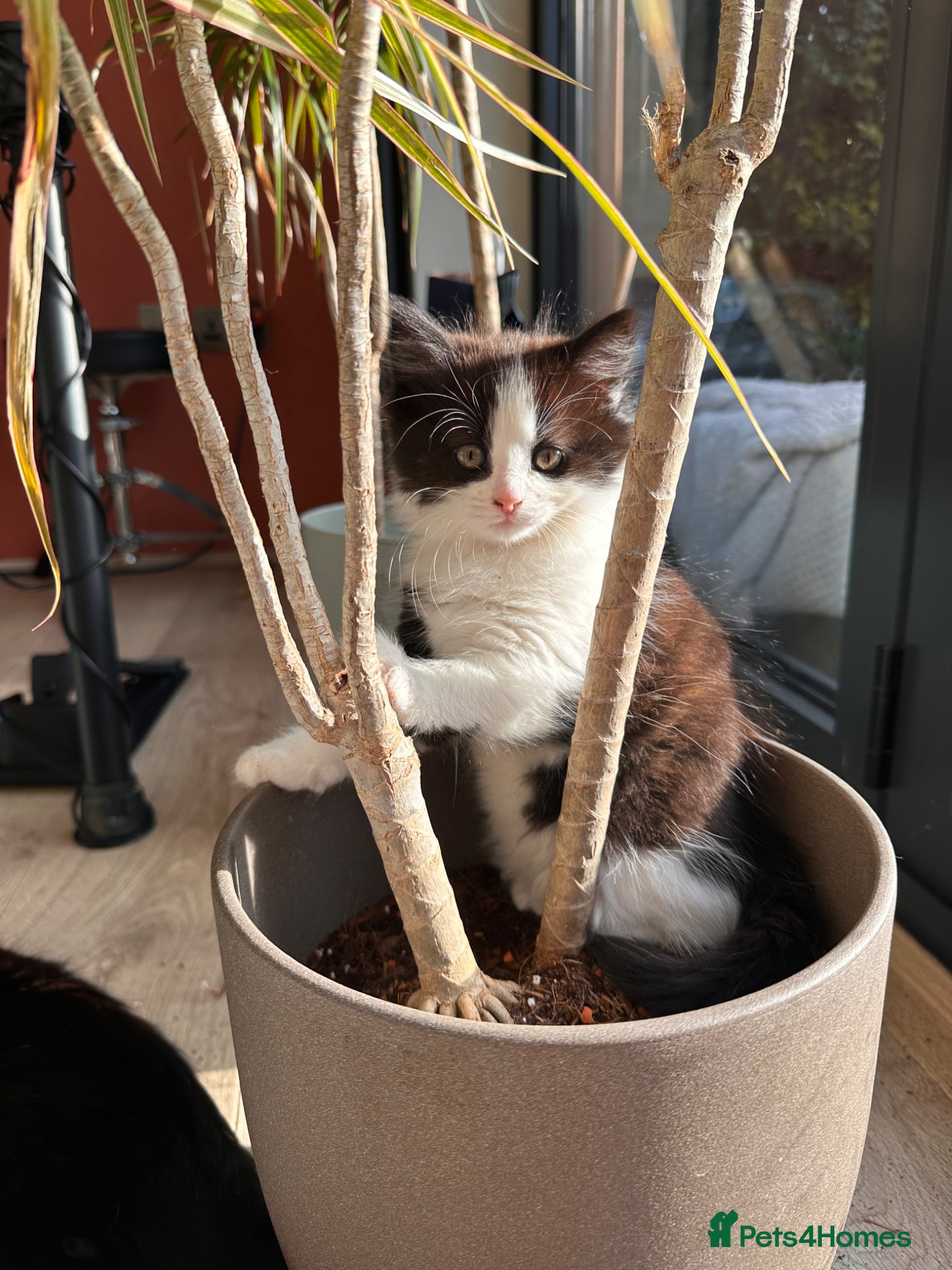 British Longhair cats 3 adorable kittens ready to go - Advert 18