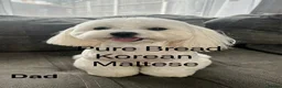 Maltese dogs for sale:  Beautiful Korean Maltese Puppies KC Registered in Rainham - Advert 2