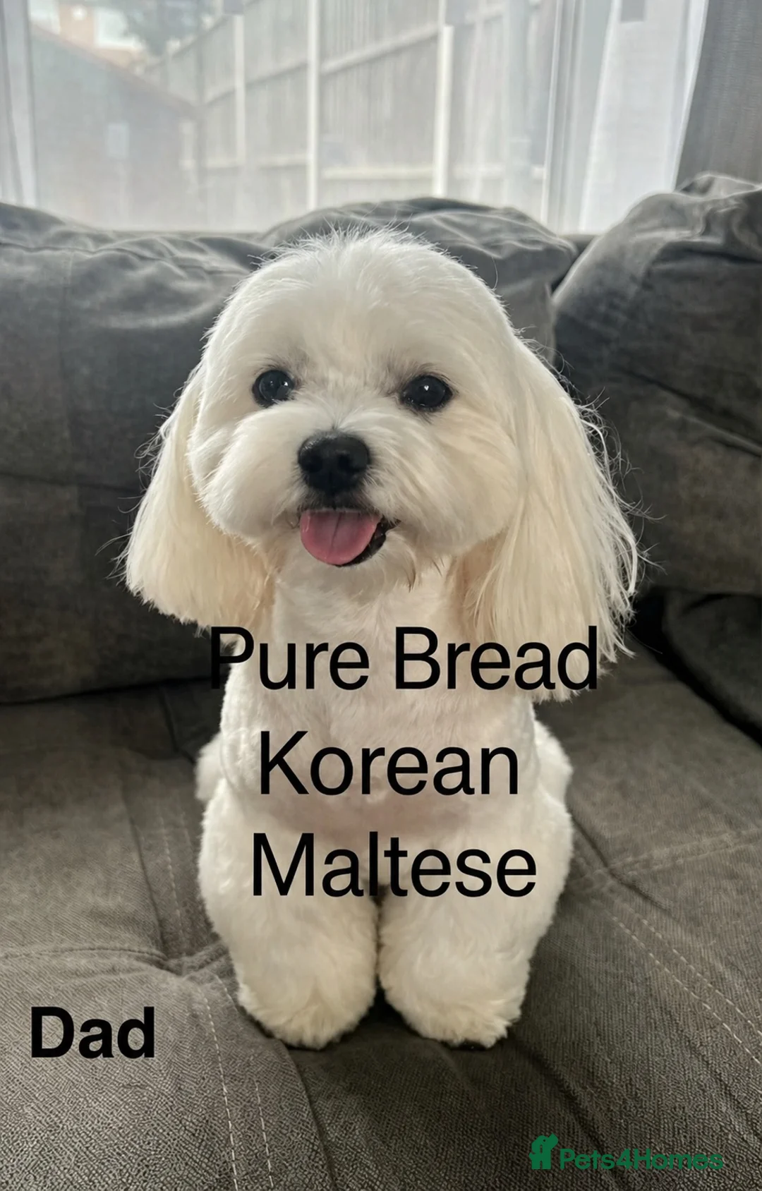 Maltese dogs for sale:  Beautiful Korean Maltese Puppies KC Registered in Rainham - Advert 2