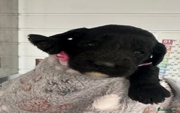 Cockapoo dogs for sale: Stunning cockapoo ready 21 December  - Advert 18