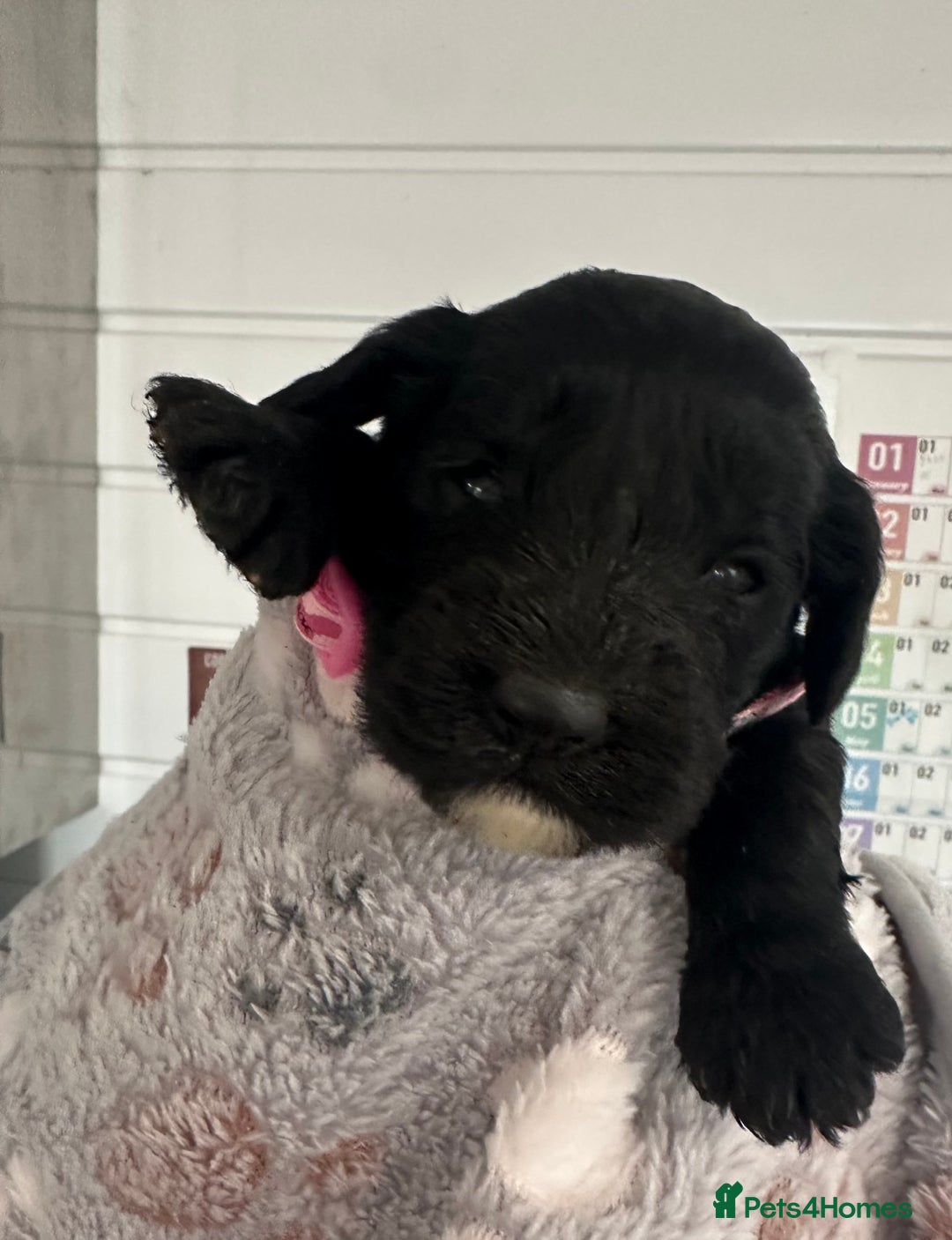 Cockapoo dogs for sale: Stunning cockapoo ready 21 December  - Advert 18