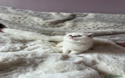 British Shorthair cats for sale: Quality British Shorthair kittens  - Image 9