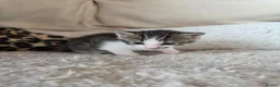 Mixed Breed cats for sale: 3 adorable kittens for sale - Advert 3