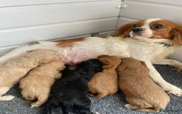 Cavapoo dogs for sale: Cavapoo puppies  - Image 2