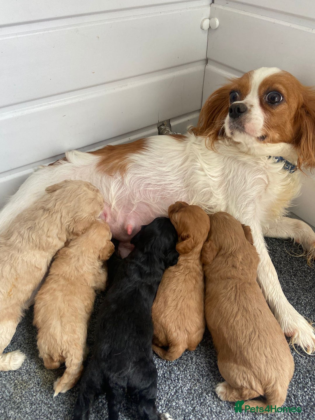 Cavapoo dogs for sale: Cavapoo puppies  - Image 2