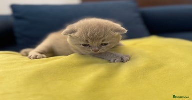 British Shorthair cats - Advert 7