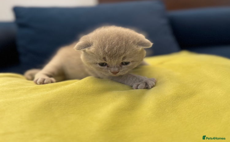 British Shorthair cats - Advert 1