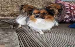 Papillon dogs for sale: Papillion puppys - Image 11