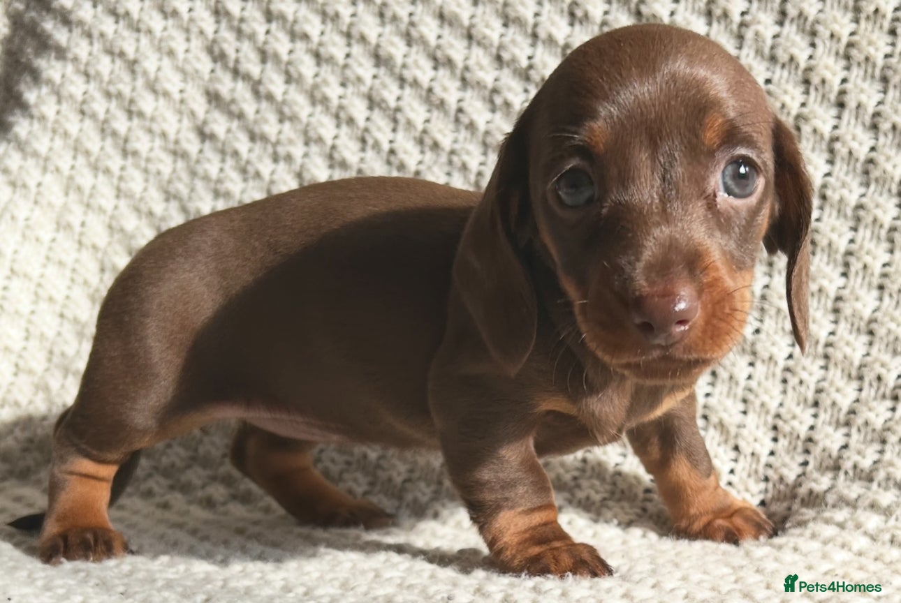 Miniature Dachshund dogs 💙ready now💙miniature dachshund PRA clear   - Advert 12