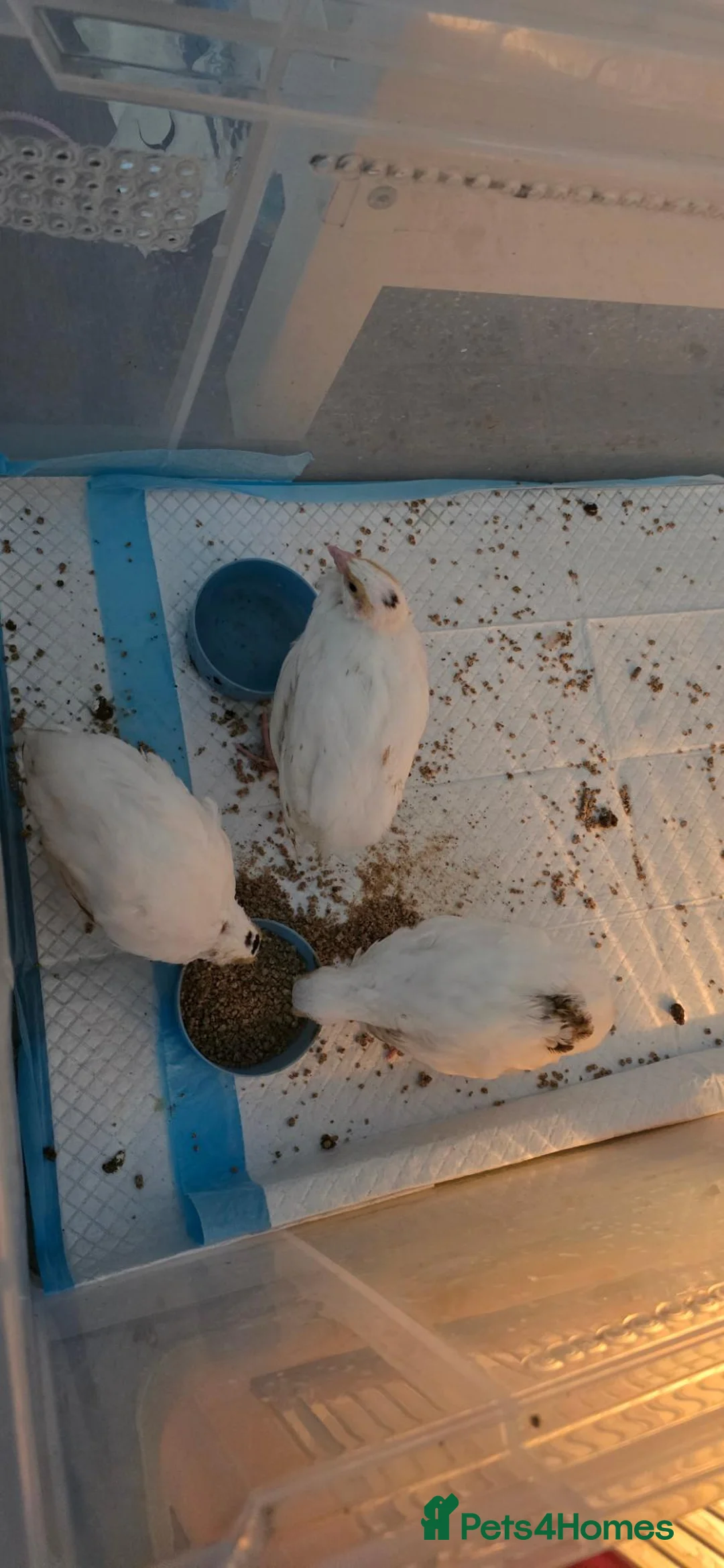 Quail poultry for sale: White british quails - Advert 1