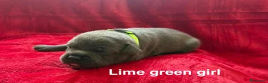 Staffordshire Bull Terrier 7
