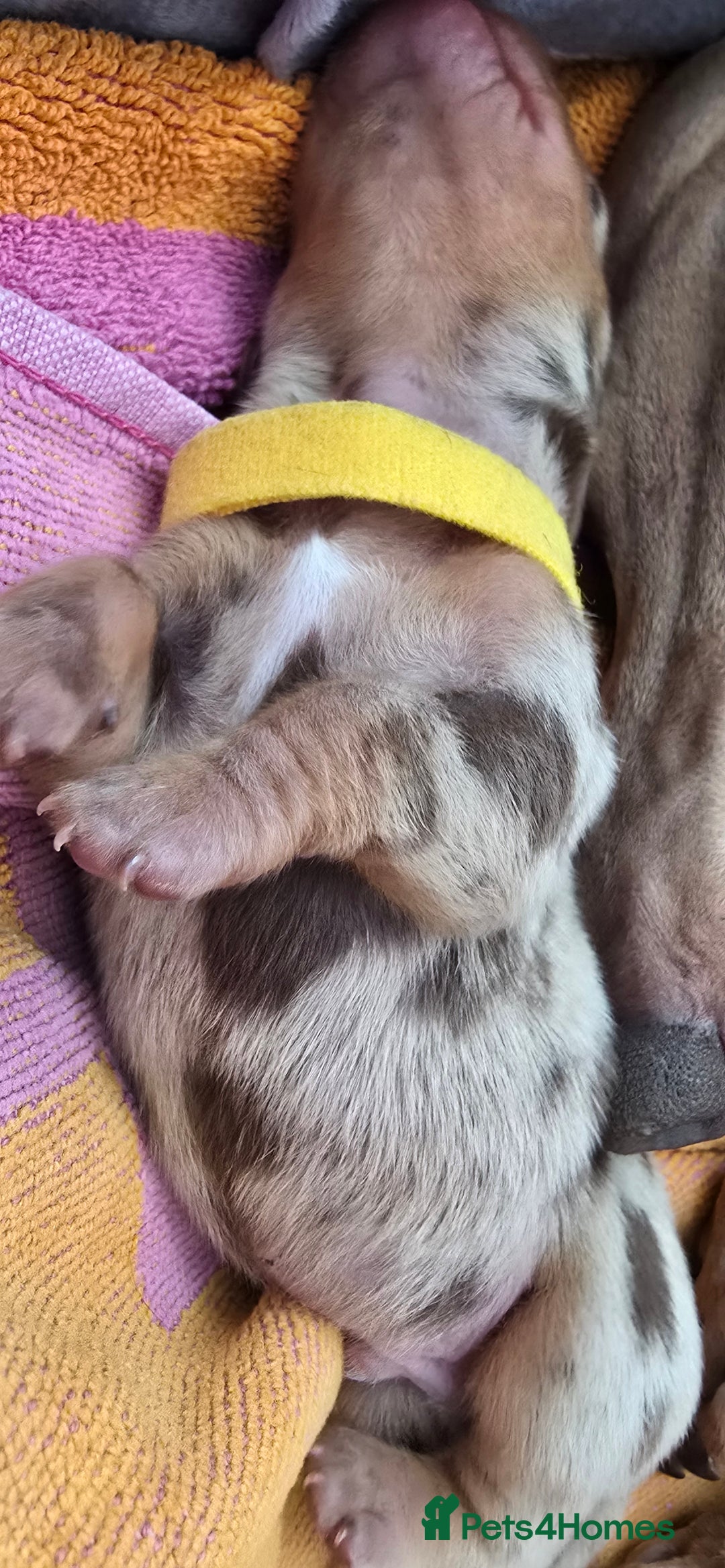 Miniature Dachshund dogs for sale: KC registered miniature Dachshund 🐶  - Advert 8