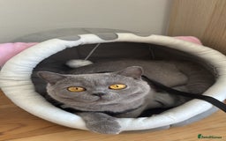 British Shorthair cats for sale: Blue/Lilac Point British Shorthair Kitten - Image 4