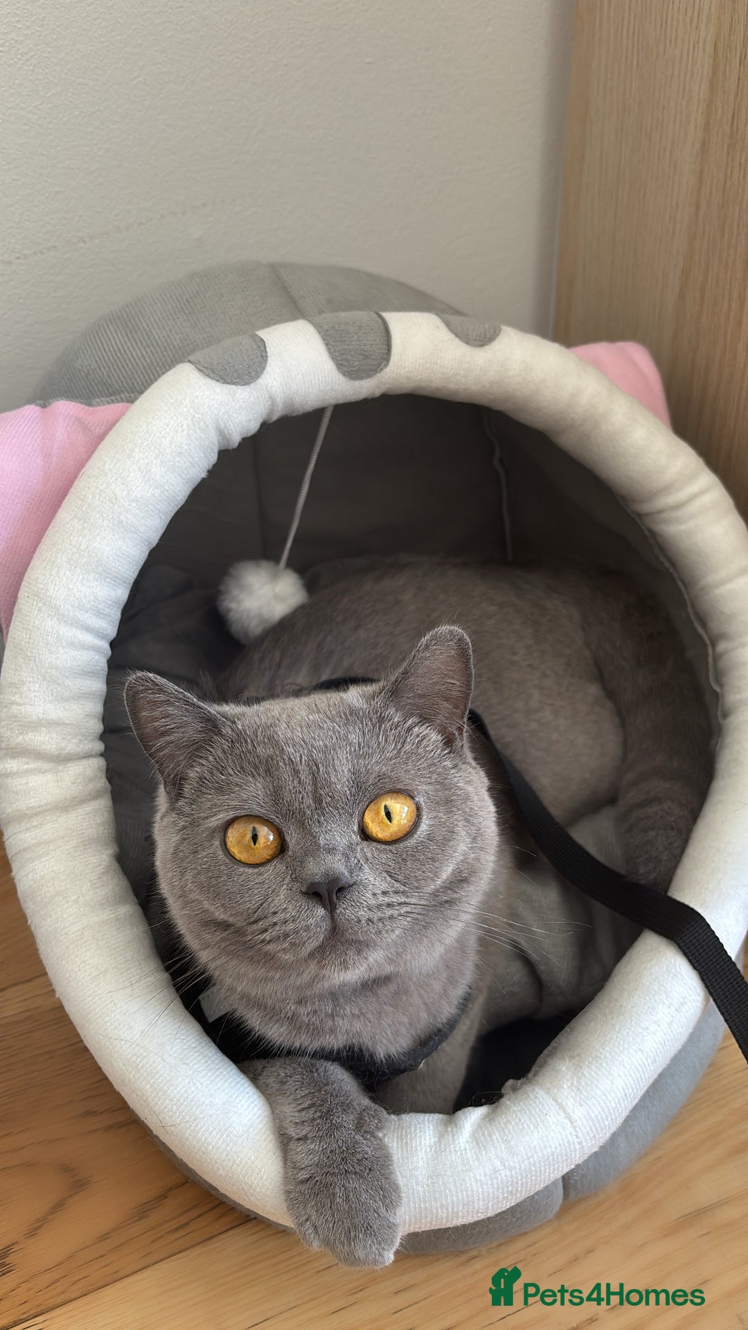 British Shorthair cats for sale: Blue/Lilac Point British Shorthair Kitten - Image 4