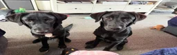 Sheprador dogs for sale: German Shephrador Brothers - Advert 6