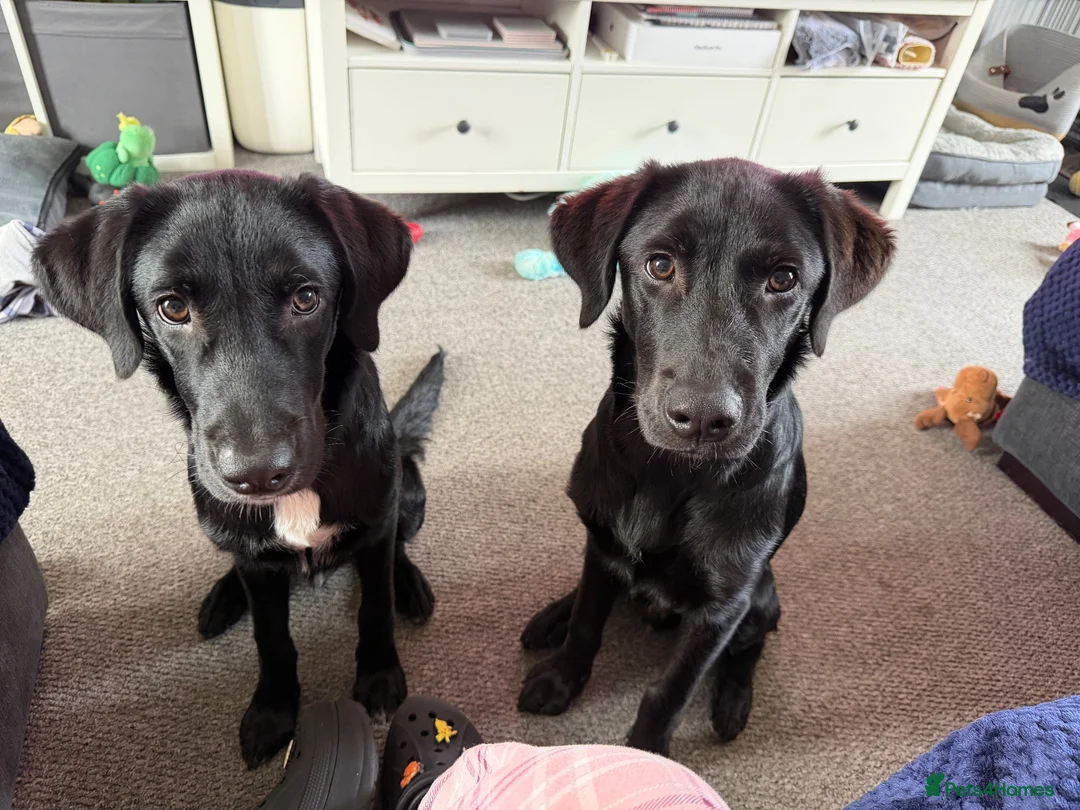 Sheprador dogs for sale: German Shephrador Brothers - Advert 6