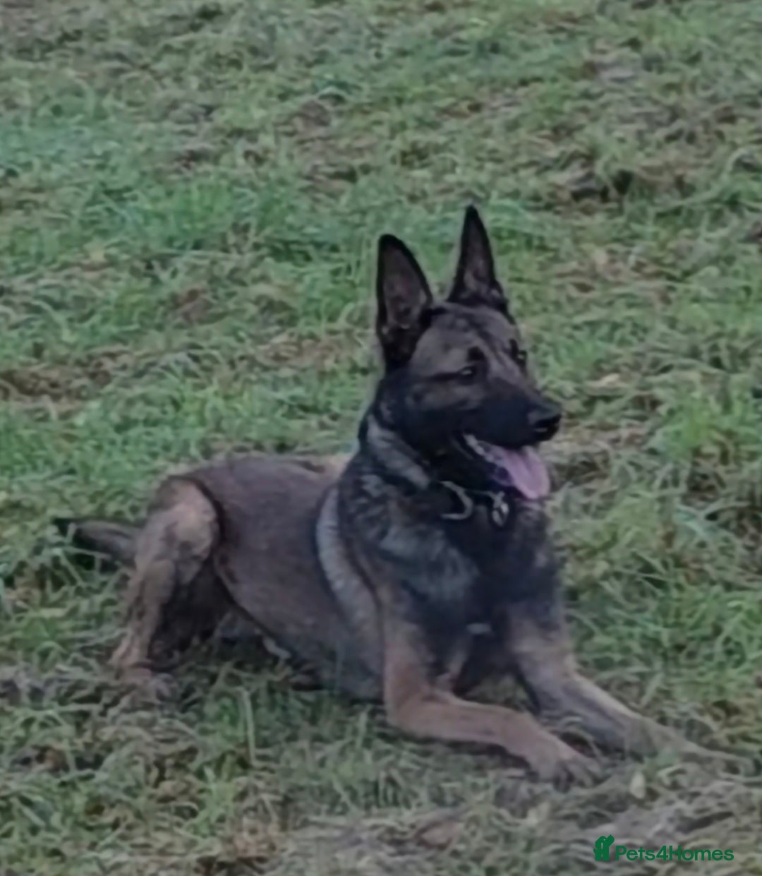 Belgian Shepherd Dog dogs for stud: 🔥🔥The infamous LampaK9 KHAOS 🔥🔥 - Advert 7