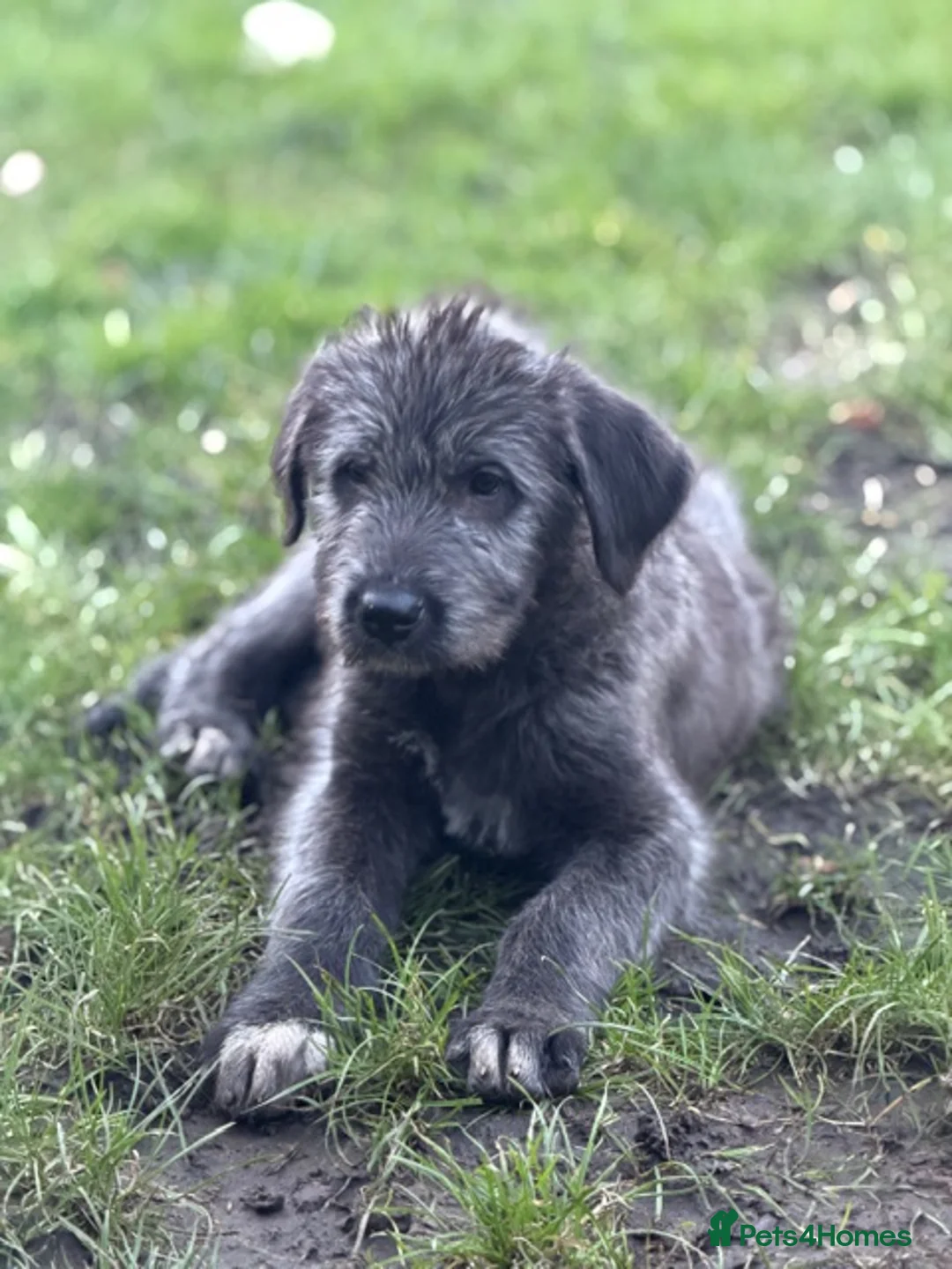 Irish Wolfhound dogs for sale: STUNNING FEMALE IWH PUPPIES FOR SALE - Advert 5