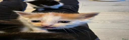 Mixed Breed cats for sale: Beautiful kittens for sale  - Advert 5