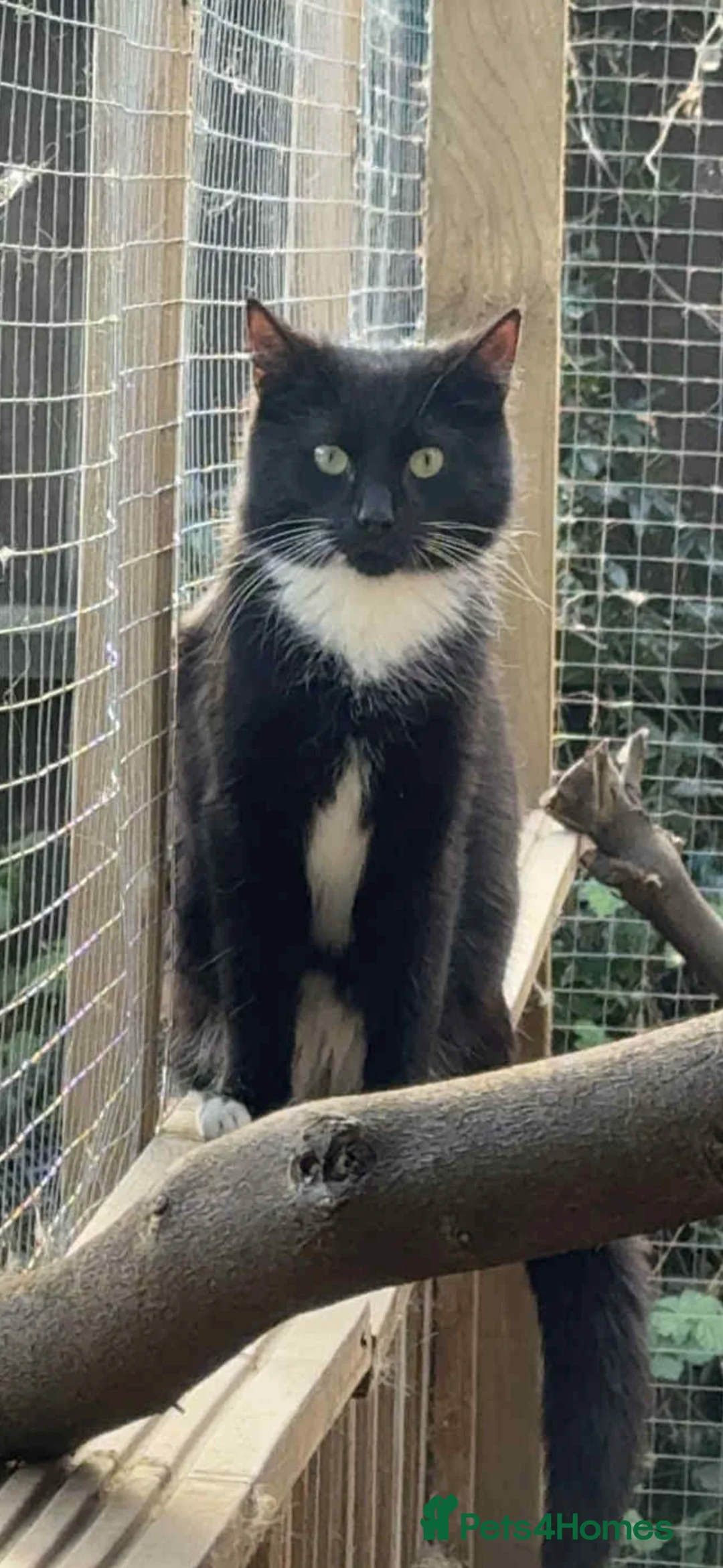 Mixed Breed cats for sale: My gorgeous boys  in Loughborough - Advert 3