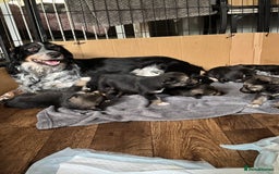 Mixed Breed dogs for sale: Sprollie x husky puppies  - Image 16