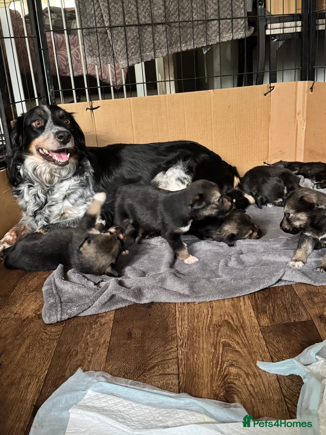 Mixed Breed dogs for sale: Sprollie x husky puppies  - Image 16